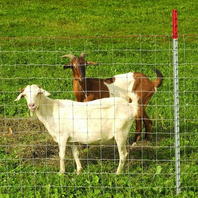 Проволочная изгородь фермы козы оленей гальванизировала ограждать суставного сочленения провода